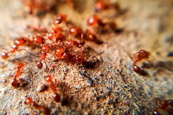 Common Pests